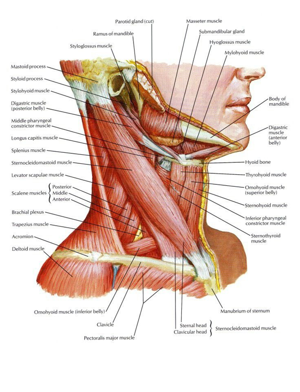 complex anatomy of the neck